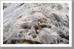 Seelöwen, Ushuaia
