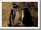 Magellan Pinguine, Pen. Valdez