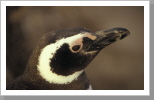 Magellan Pinguin, Pen. Valdez