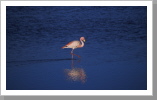 Flamingo, Eduardo Alvarez Nationalpark