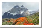 Blütenpracht vor den Cuernos del Paine