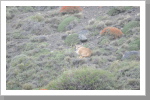 Gut versteckter Puma im Torres del Paine N.P.