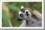 Lemur im Duisburger Zoo