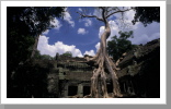 Ta Prohm Tempel, Angkor Wat