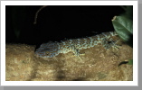 Gecko, Perhentian Islands