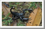 Skorpion, Taman Negara Nationalpark