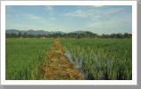 Reisfelder, Kota Bharu