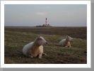 Schafe bewachen den Leuchtturm