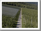 Biken zwischen den Apfelplantagen im Vinschgau