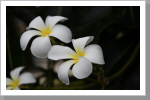 Frangipani, Koh Tao Frangipani, Koh Tao