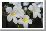 Frangipani Frangipani