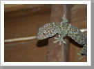 Gecko, Ko Tao