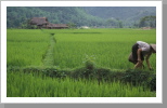 Reisfelder, Mai Chau